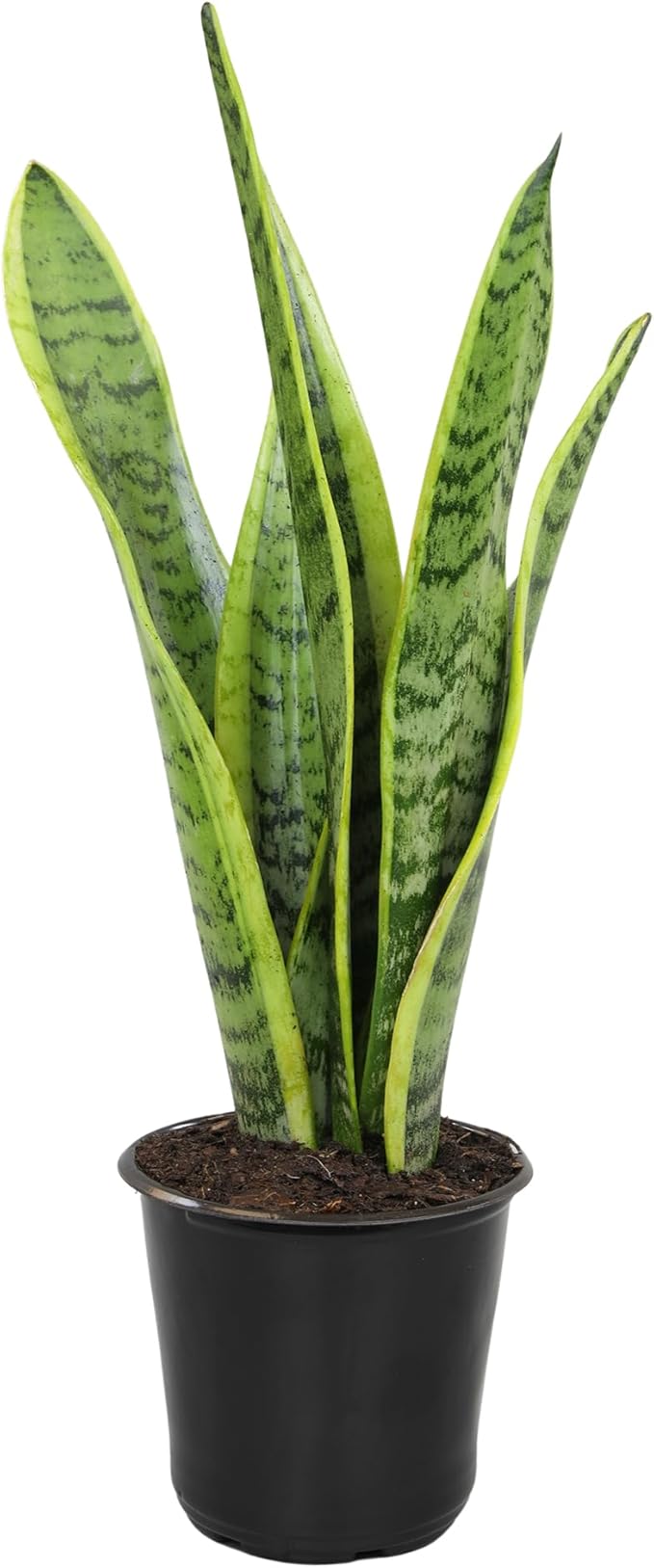 Live Snake Plant, Sansevieria trifasciata Laurentii, Fully Rooted Indoor House Plant in Pot, Mother in Law Tongue Sansevieria Plant, Potted Succulent Plants, Sansevieria laurentii by Plants for Pets