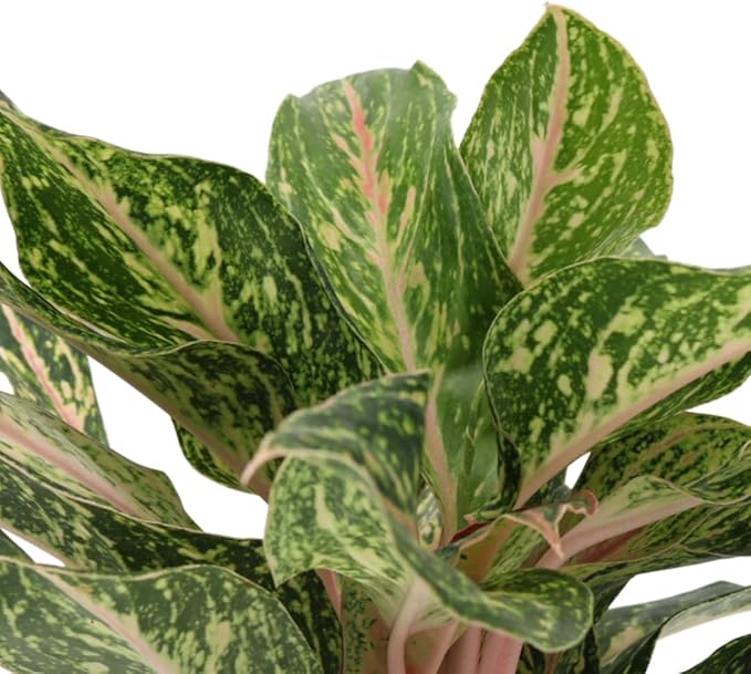 American Plant Exchange Aglaonema Sparkling Sarah – 6-Inch Pot – Live Air Purifying Chinese Evergreen Plant, Variegated Easy Care Foliage for Stylish Home or Office Decor