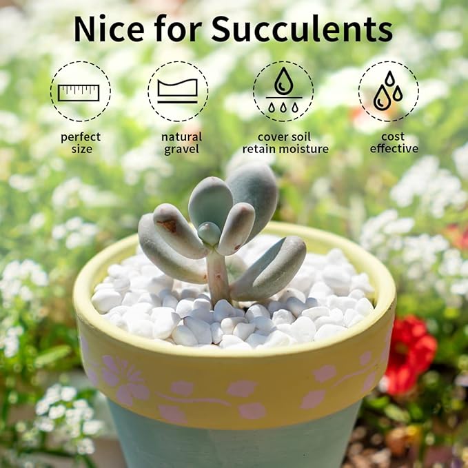 FANTIAN 5lbs Natural White Pea Gravel Pebbles for Succulent Cactus, 3/8 Inch White Rocks for Plants Indoor, Vase Fillers, Bowl, Landscaping and Outdoor Garden Decorative White Stones