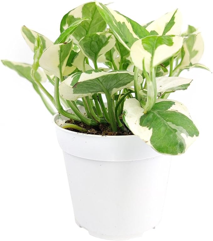 Pothos N'joy (4 inch) - Air-Purifying Houseplants - 4/6 inch Unique Live Decorative Houseplants - Low-Maintenance Indoor Plants, House Warming Gift, Natural Air Purifier