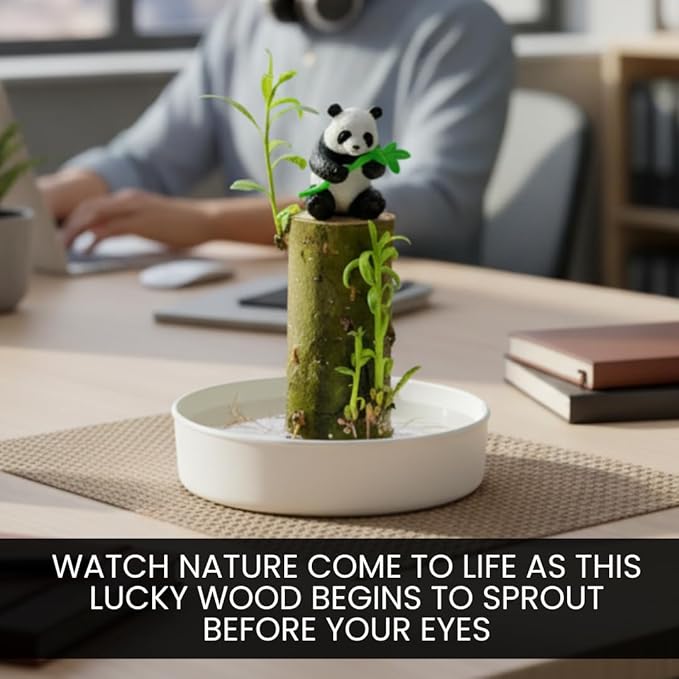 Lucky Money Desktop Tree with Water Tray and Panda Figurine - Living Valentine's Gift Lucky Willow Wood - Desk, Counter Top or Window - Brings Luck and Joy to Your Office or Home
