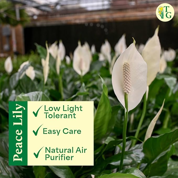 Thorsen's Greenhouse Live Peace Lily Plant, Spathyphylum, Low Light, Easy to Grow, Natural Air Purifier Live Indoor Plant, 4-6" Diameter Pot (Navy, 6-inch Pot)