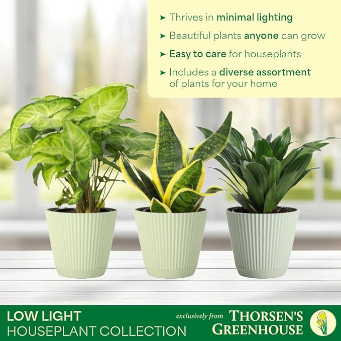 Thorsen's Greenhouse Live Low Light Houseplants (3 Pack), Easy to Grow Indoor Plants, Grower's Choice Bundle, 4-inch Diameter Established Plants, Decorative Sage Ruffled Pot (3-Pack)