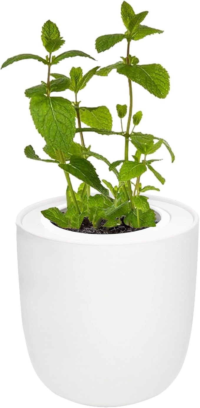 Hydroponic Herb Growing Kit, Fresh Mint Seed Starter Set, Indoor Hydroponic Growing System with Organic Mint Seeds, Indoor Herb Garden Gift for Family and Friends, White