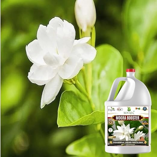 Sovata® Mogra Booster, Essential Organic Powerful Liquid Fertilizer for heavy flowering and fast growth of Mogra Plants. (500 ml)