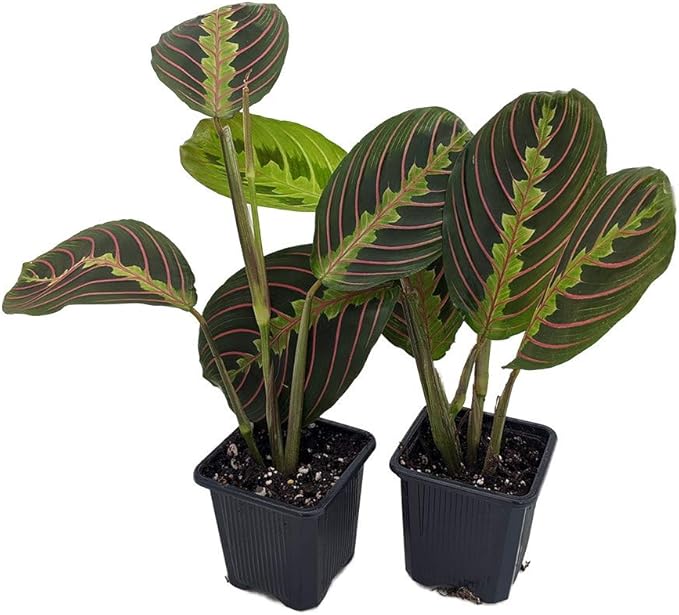 Hirt's Red Prayer Plant - 2 Pack - Maranta - House Plant - 3" Pots