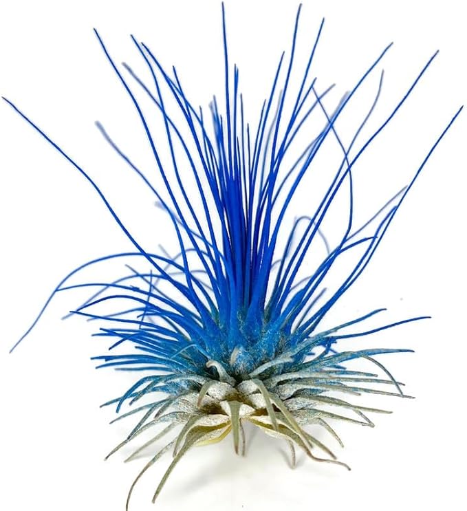Thin Colored Air Plant, Live Tillandsia House Plant, Easy Care Indoor Outdoor, Great Gift, Healthy Arrival Guaranteed, (Blue)