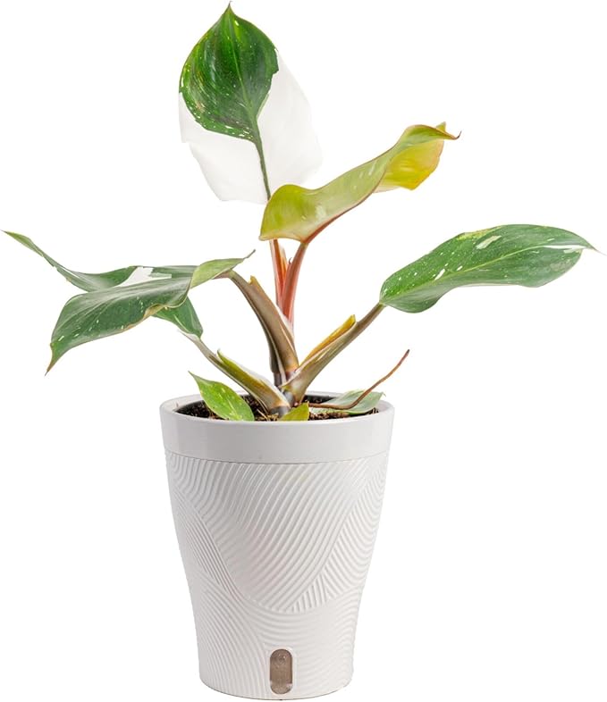 Costa Farms Philodendron White Knight Live Plant in Self Watering Pot, Indoor Houseplant, Perfect for Home, Room, or Office Decor, Great House Warming or Birthday Gift, 12-18 Inches Tall