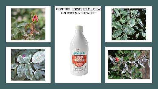 Nature's IQ Copper Fungicide. Controls powdery Mildew, Black spot, and Rust! for use on Roses, Flowers, ornamentals, Fruits, Vegetables, and lawns. Concentrate 16oz.