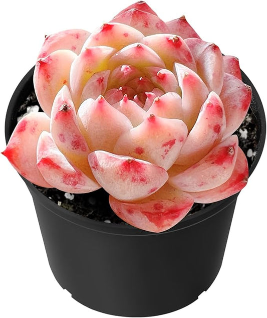 Sprout N Green Echeveria 'Red Velvet', Live Succulent Plant Fully Rooted in 2" Pot with Soil, Home Office Indoor Outdoor Wedding Decoration DIY Projects Party Favor, Easy to Care, Pet Friendly