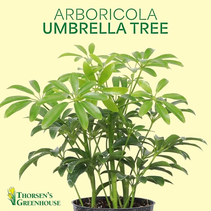 Thorsen's Greenhouse Live Arboricola Umbrella Tree Plant, Schefflera Arboricola, Natural Air Purifier, Easy to Grow, Live Indoor Houseplant, 4-inch Diameter (Gold)