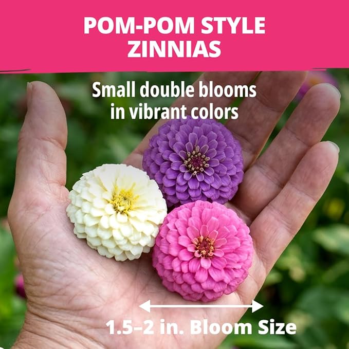 HOME GROWN Zinnia Lilliput Mix Flower Seeds – 600 Seeds (4g) Zinnia elegans – Colorful Zinnia Seed Mix for Planting Spring 2026 for Garden Beds, Containers & Cut Flowers, Easy Grow Zinnia Seeds