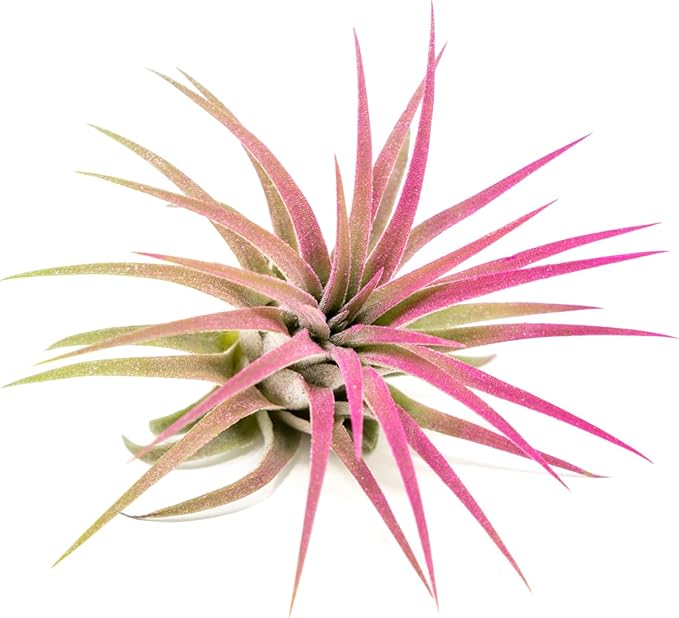 Fuchsia Colorful Tillandsia Air Plants - Long Lasting Color Enhanced Live Tillandsia Succulent House Plants - Home and Garden Decor - Easy Care Indoor/Outdoor Plants (Ionantha Rubra, Pack of 3)