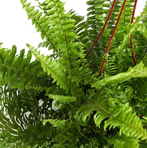Shop Succulents | Uncurling Collection | Boston Fern Hand Selected for Health Size and Readiness, Air Purifying Live Indoor/Outdoor House Plant in 6" Grow Pot, Single,