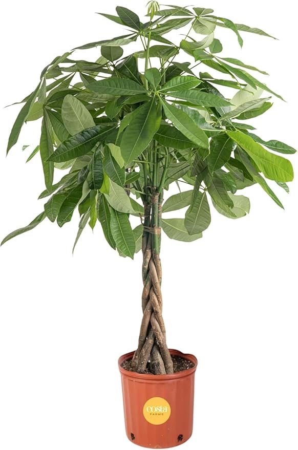 Costa Farms Live Money Tree (Pachira Aquatica), 3-4 Feet Tall, Large Indoor Plant with Braided Trunk, Easy Care Floor Plant in 10-Inch Plant Pot, Pet Friendly Housewarming Gift & Office Decor