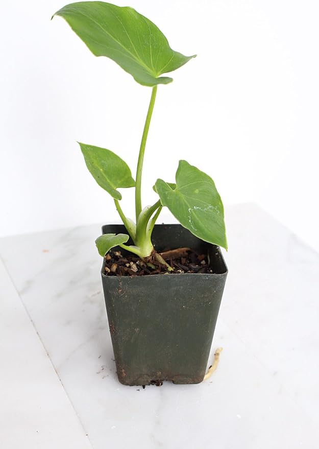 Mini Philodendron Selloum Hope Starter Live Plant Fairy Garden Tree Tropical Houseplant Gift Indoor Plant Low Maintenance Easy Care Plant