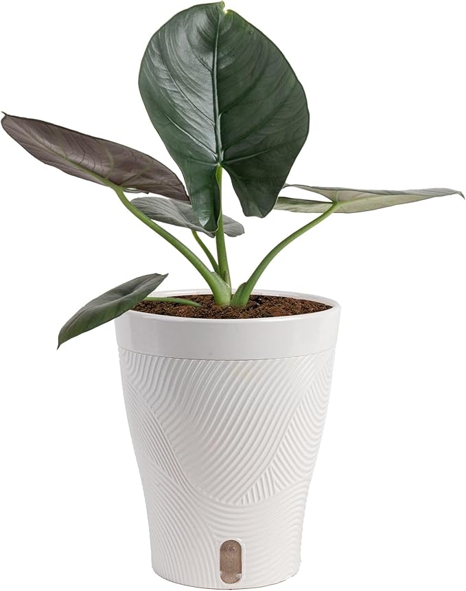 Costa Farms Alocasia Regina Live Plant in Self Watering Pot, Indoor Houseplant, Perfect for Home, Room, or Office Decor, Great House Warming or Birthday Gift, 12-18 Inches Tall