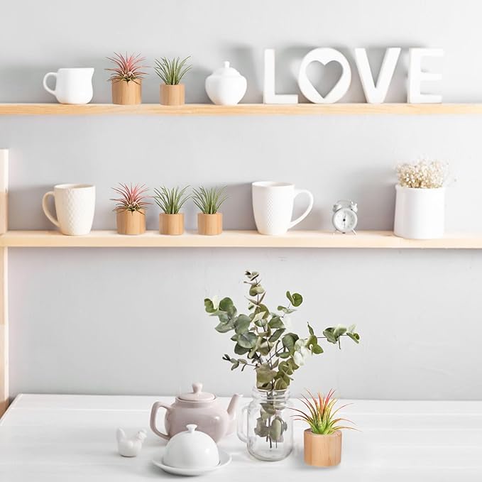Bigmeta 6 Pcs Wood Air Plant Holder - 1.2" & 1.4" Rustic Style Airplant Display Stands for Women Gifts