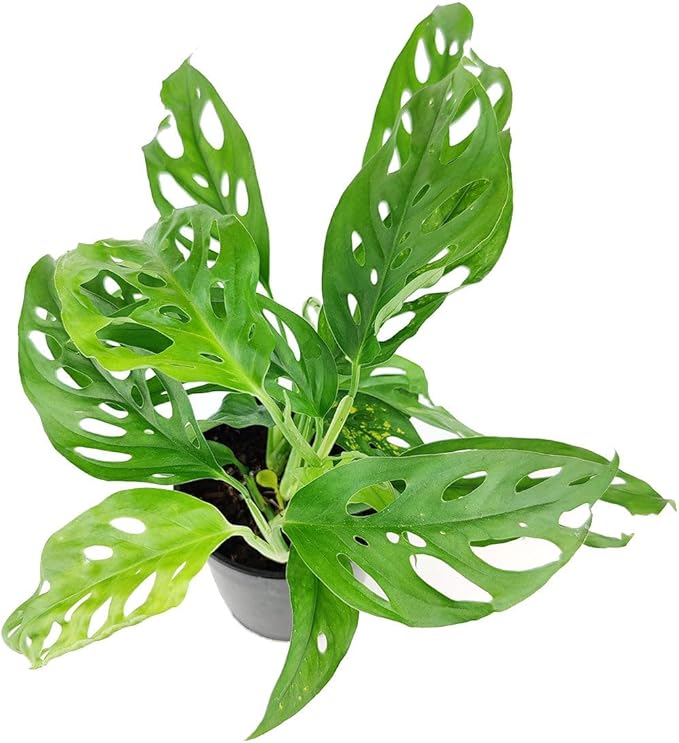 Monstera Adansonii 'Swiss Cheese' (4 inch) - Air-Purifying Houseplants - 4/6 inch Unique Live Decorative Houseplants - Low-Maintenance Indoor Plants, House Warming Gift, Natural Air Purifier