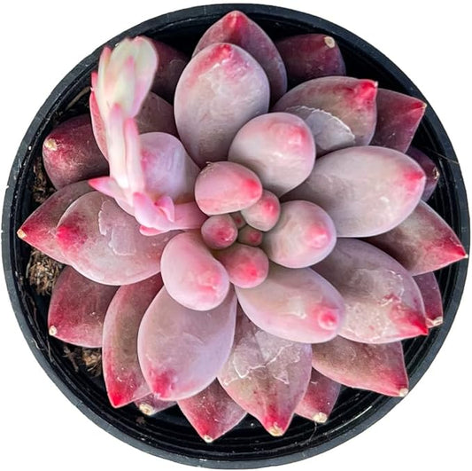 Sprout N Green Echeveria Goldfish, Rare Live Succulent Plant Fully Rooted in 2" Planter with Soil, Home Office Indoor Outdoor Wedding Decoration DIY Projects Party Favor