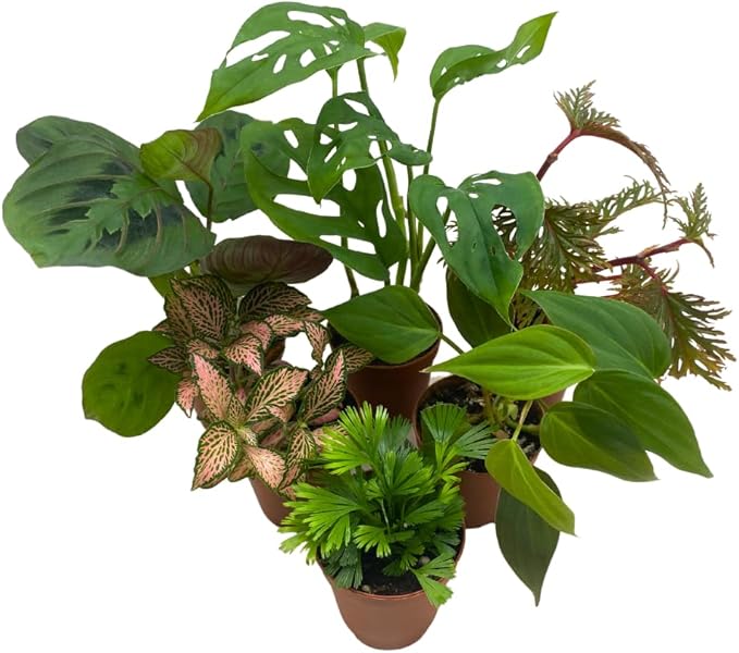 BubbleBlooms Premium Foliage Assortment, Colorful Fern Set, 6 Different House Plants, in 2 inch pots