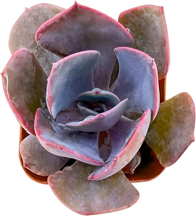 Live Succulent Echeveria 'Dusty Rose', 2 Inch Fully Rooted Potted Plant, Easy Care & Drought Tolerant, Indoor Houseplant for Home Decor
