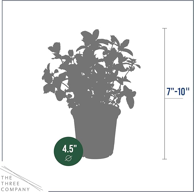 Live Aromatic and Edible Herb - Mint (4 Per Pack), Naturally Improves Breathing and Air Quality, 8" Tall by 4" Wide