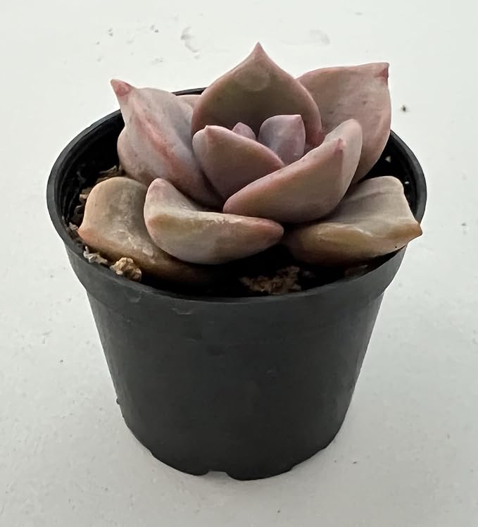 Sprout N Green Graptopetalum Rainbow Candy, Rare Live Succulent Plant Fully Rooted in 2" Planter, Home Office Indoor Outdoor Wedding Decoration DIY Projects Party Favor