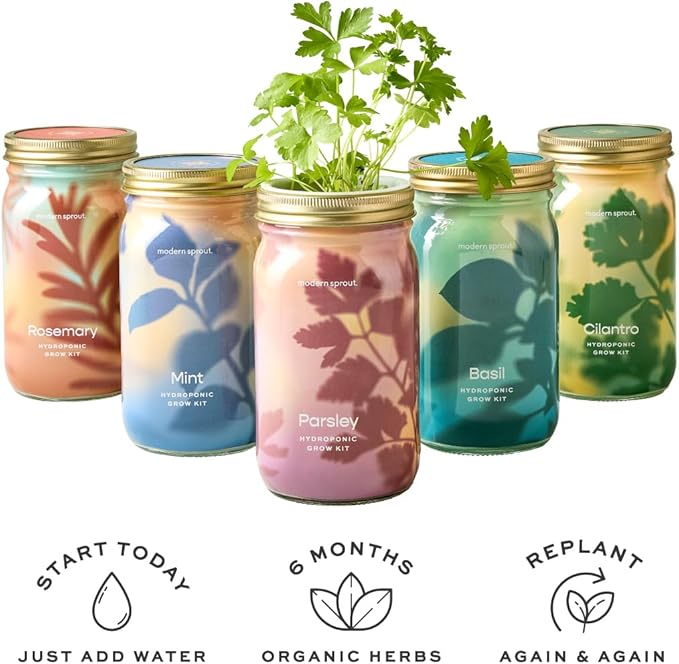 Modern Sprout Mason Garden Jar - Self-Watering Hydroponics Growing System Kit w/Organic Herb Seeds - Sprouting Jar Planter for Indoor Herb Garden - Seed Starter Kit - Decor & Gifting - Basil+Rosemary