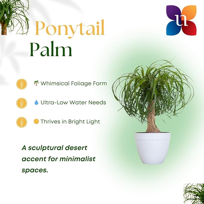 Ponytail Palm Live Plant by United Nursery in 6-in White Decorative Pot, Easy to Maintain Indoor House Plant for Home, Patio, or Office Decor