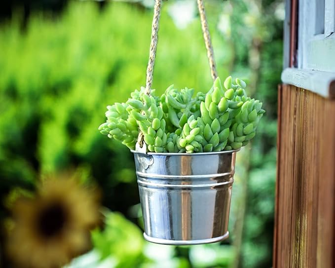 Sprout N Green Donkey's Tail, Live Sedum Morganianum-Burro's tail Succulent in 4" Pot, Trailing Plant for Home Office Indoor Outdoor Hanging Decor, DIY Project, Party Favor, Pet Friendly, Easy to Care