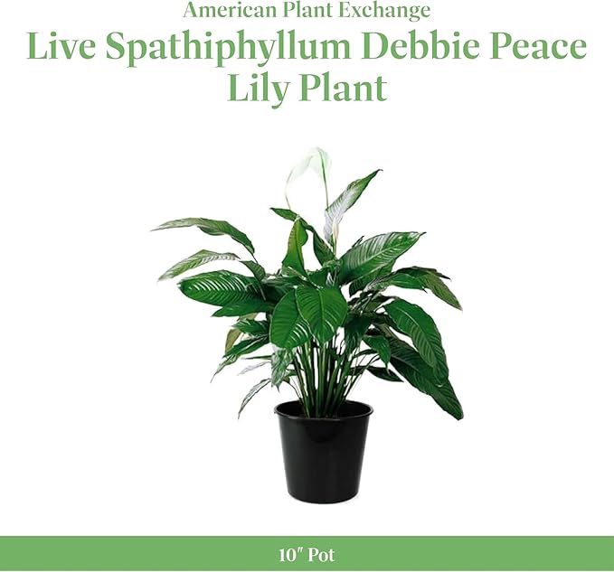 American Plant Exchange Peace Lily Spathiphyllum – 10-Inch Pot – Live Indoor Flowering Houseplant, Easy Care Low Light Plant for Home, Office, or Sympathy Gift Decor