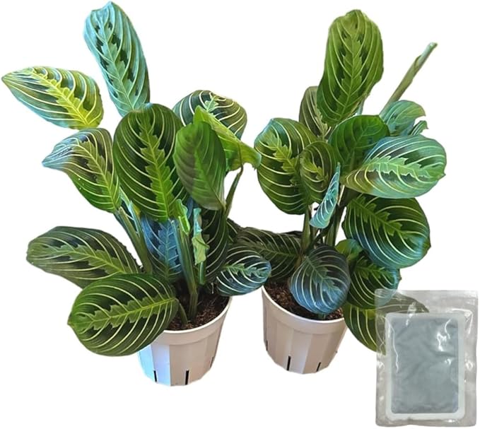 Live Plant,2 Lemon Lime Maranta Prayer Plant, Pet Friendly, Air Purifying Plant, Easy Care, Indoor Plant, Houseplant, Rare, Home Décor 4 inch Pot by Hopewind Plants Shop (Heat Pack Included)