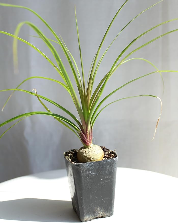 Ponytail Palm (Beaucarnea Recurvata) Live Indoor House Plant in 2-Inch Pot – Low Maintenance, Air-Purifying Plant (1)