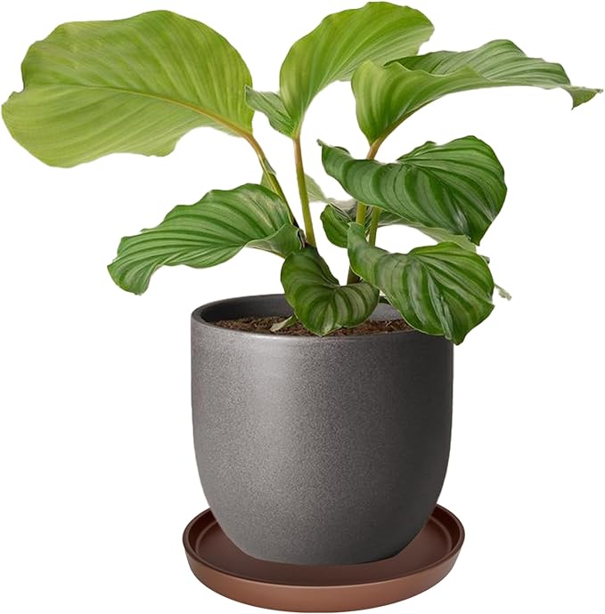 Yukfona Ceramic Plant Saucer Pot Tray 10 Inch, Planter Saucers 4 5 6 7 8 9 10 11 12 13 Inch for Indoors Outdoor, Durable Sturdy Flower Drainage drip Water Tray for Glazed Pots Base (10.7 Inch-Brown)