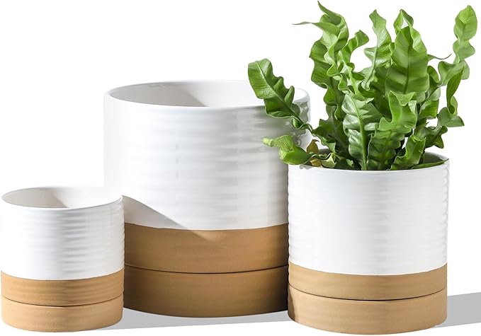 HASENSE Ceramic Plant Pots with Saucers Set of 3, 8+6+4.6 Inch Planters for Indoor Plants with Drainage Holes,Two-Tone Design White Flower Pots for Snake Plants & Cactus,Home & Office Decor