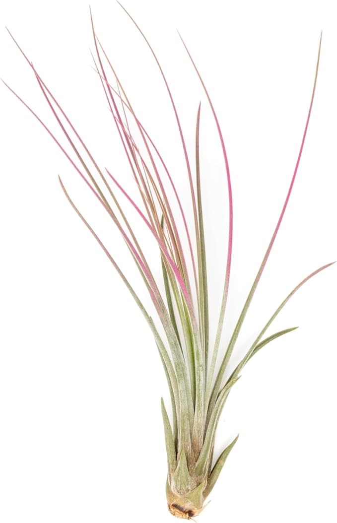 Fuchsia Colorful Tillandsia Air Plants - Long Lasting Color Enhanced Live Tillandsia Succulent House Plants - Home and Garden Decor - Easy Care Indoor/Outdoor Plants (Juncea, Pack of 3)