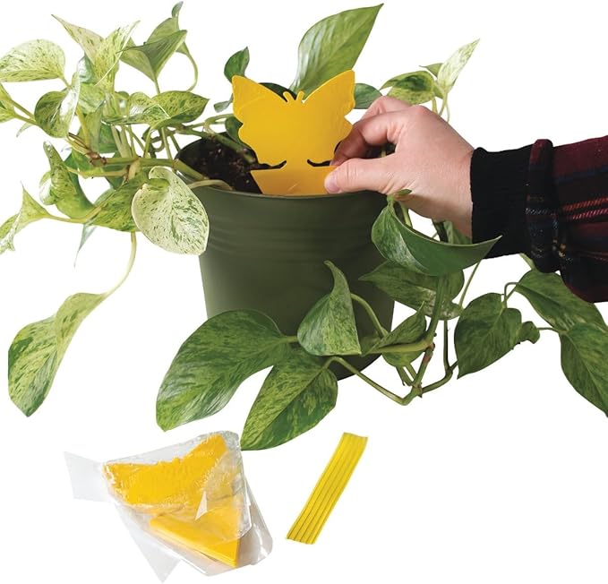 Intruder 21085 The Better Bugtrap for Plants with Hangties 10 Pack