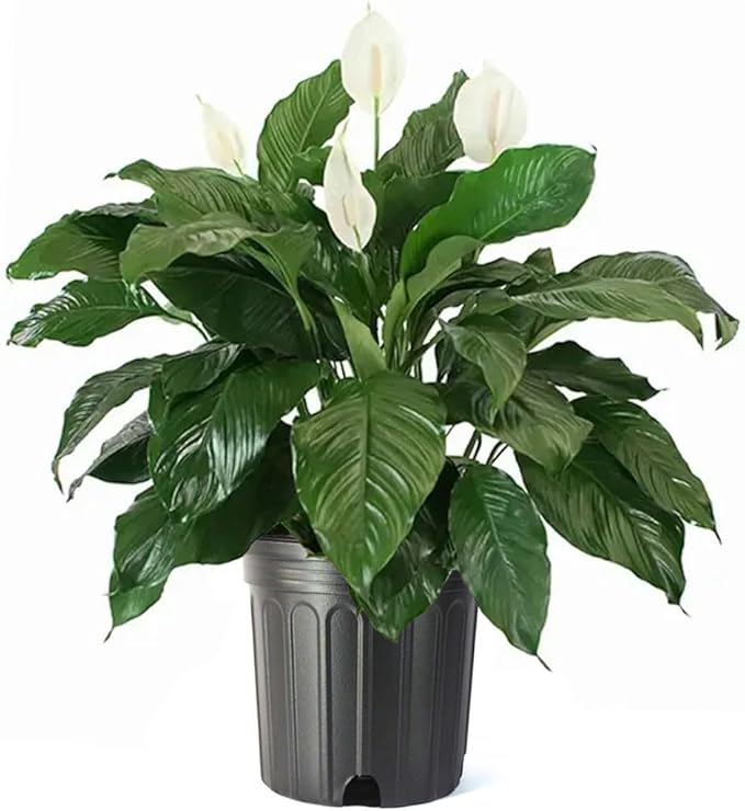 American Plant Exchange Peace Lily Spathiphyllum – 10-Inch Pot – Live Indoor Flowering Houseplant, Easy Care Low Light Plant for Home, Office, or Sympathy Gift Decor