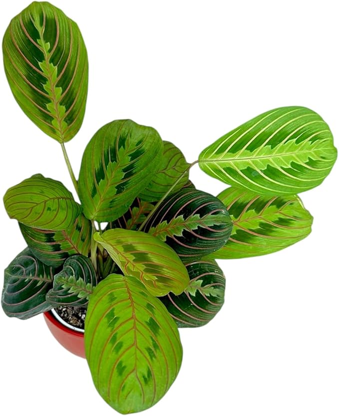 Live Plant, Red Maranta Prayer Plant, Pet Friendly, Air Purifying Plant, Easy Care, Easy to Grow Live Indoor Plant, Houseplant, Rare Indoor Plant, Home Décor 4.7 inch Pot (Red)