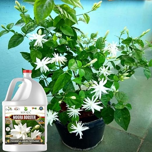 Sovata® Mogra Booster, Essential Organic Powerful Liquid Fertilizer for heavy flowering and fast growth of Mogra Plants. (500 ml)