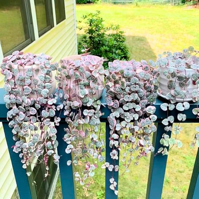 Ceropegia Woodii Variegated String of Hearts Plant Live, Trailing Succulent Vine, Rare Live Indoor Plant in Pot