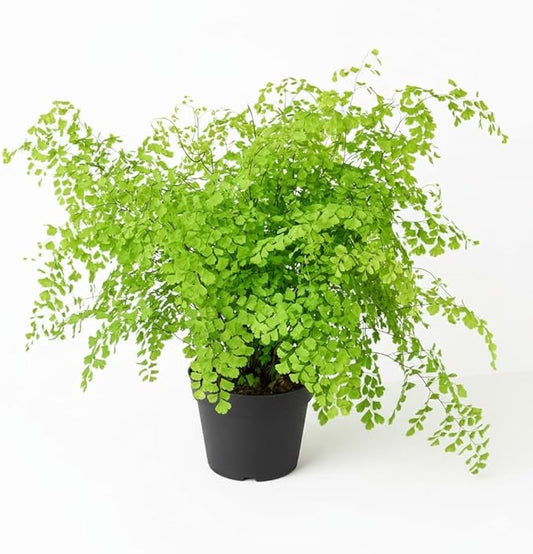 Maidenhair Fern (6 inch) - Air-Purifying Houseplants - 4/6 inch Unique Live Decorative Houseplants - Low-Maintenance Indoor Plants, House Warming Gift, Natural Air Purifier