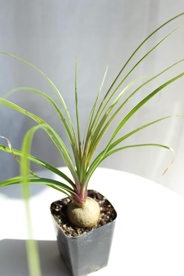 Ponytail Palm (Beaucarnea Recurvata) Live Indoor House Plant in 2-Inch Pot – Low Maintenance, Air-Purifying Plant (1)