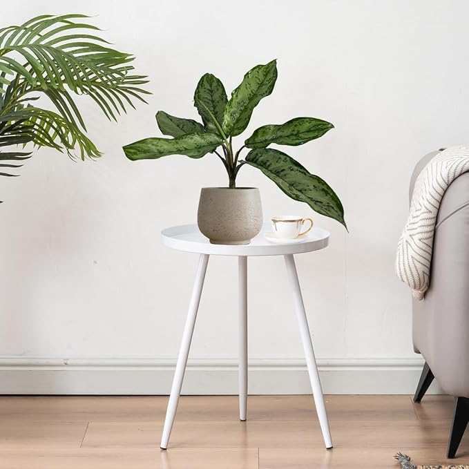 LEAL PLANTS ECUADOR Aglaonema Silver| Stunning Chinese Evergreen Houseplants |Low-Light Indoor Décor | Easy Care Air-Purifying Plants |Perfect for Home & Office Spaces