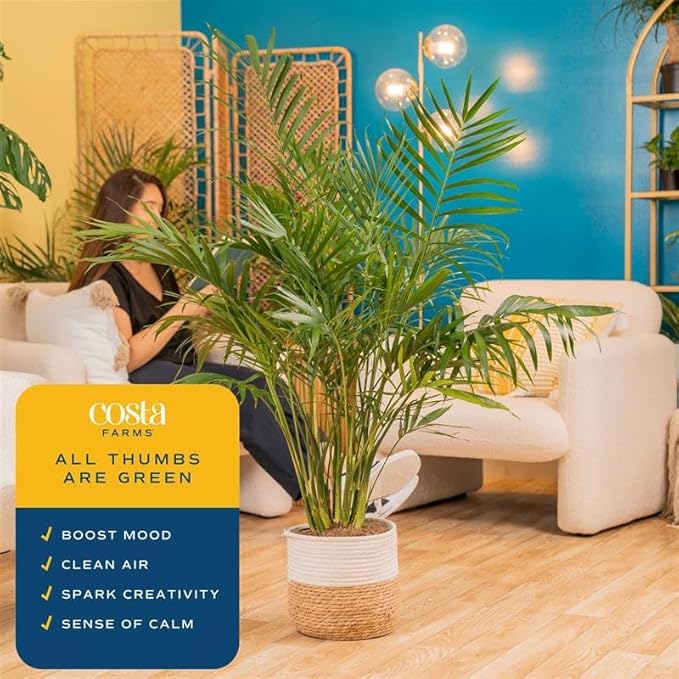 Costa Farms Cat Palm, Live Indoor Houseplant in Décor Planter, Tree-Like Floor House Plant Potted in Soil, Housewarming Gift for New Home, Living Room or Office Decor, Patio Decor, 3-4 Feet Tall