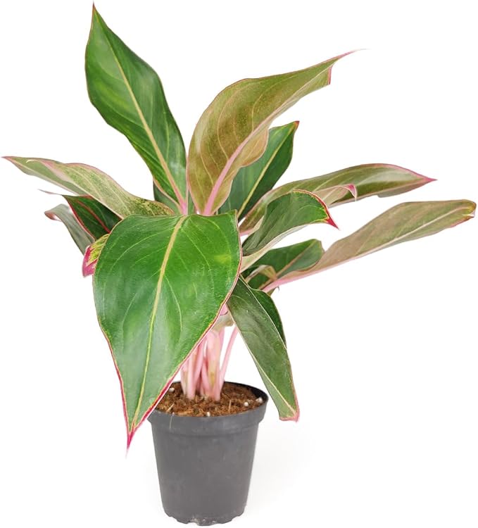 Chinese Evergreen 'Red Siam' (4 inch) - Air-Purifying Houseplants - 4/6 inch Unique Live Decorative Houseplants - Low-Maintenance Indoor Plants, House Warming Gift, Natural Air Purifier
