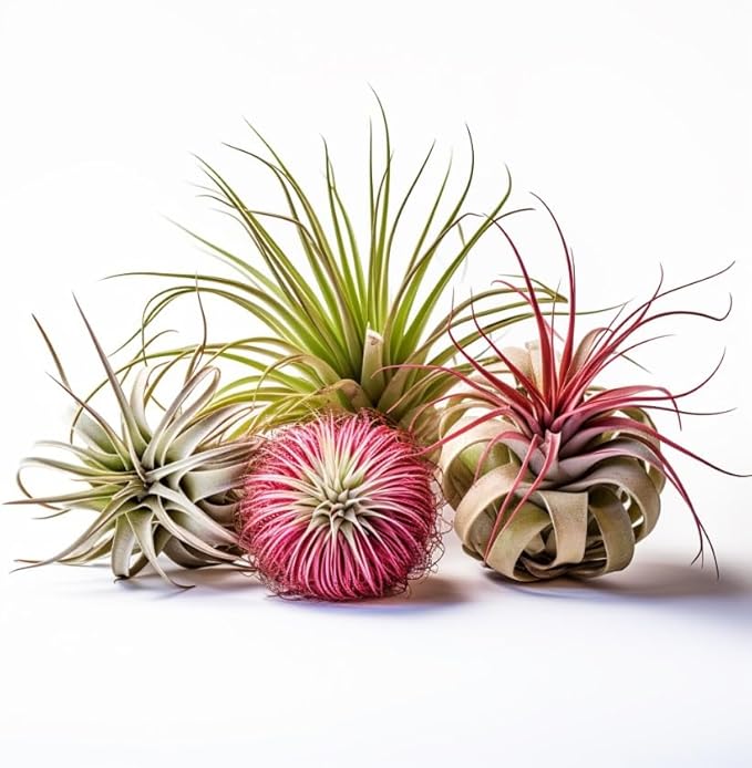 Air Plants Live Variety Pack - Pack of 3 Live Air Plants - Tillandsia Live Plants Assorted - Air Purifying Plant - California Seller