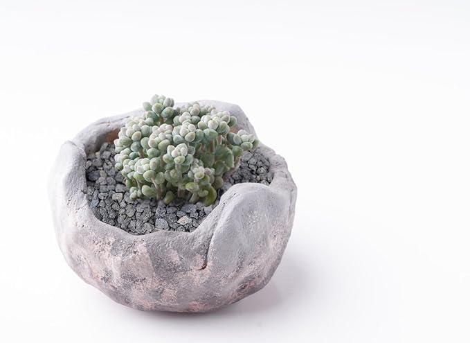 Boniosz 2lb Black Horticultural Lava Rock Soil Additive for Cacti, Vase Fillers, Succulents and Terrarium Plants - No Dyes or Chemicals - 100% Pure Volcanic Rock