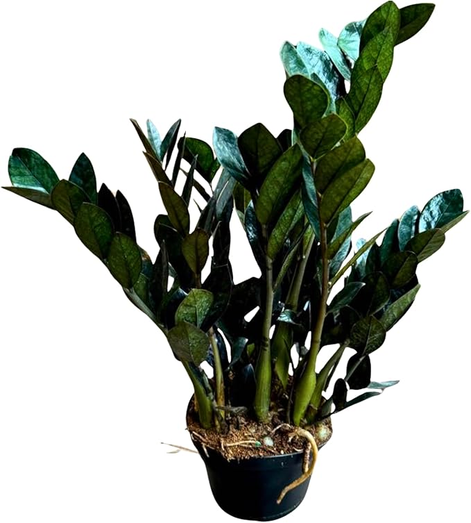 PLANTVERS Raven ZZ Plant in Nursery Pot | Zamioculcas Zamiifolia ‘Raven’ | Low-Light Black Foliage Indoor Plant | Drought-Tolerant Air Purifier for Home or Office (6" Grow Pot)